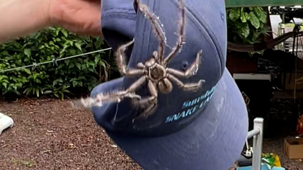 Los cazadores de serpientes de Sunshine Coast encuentran una enorme araña cazadora y una serpiente en el dormitorio