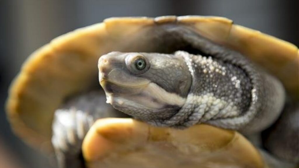 NSW Central Coast: Tortuga rescatada del balcón por los bomberos