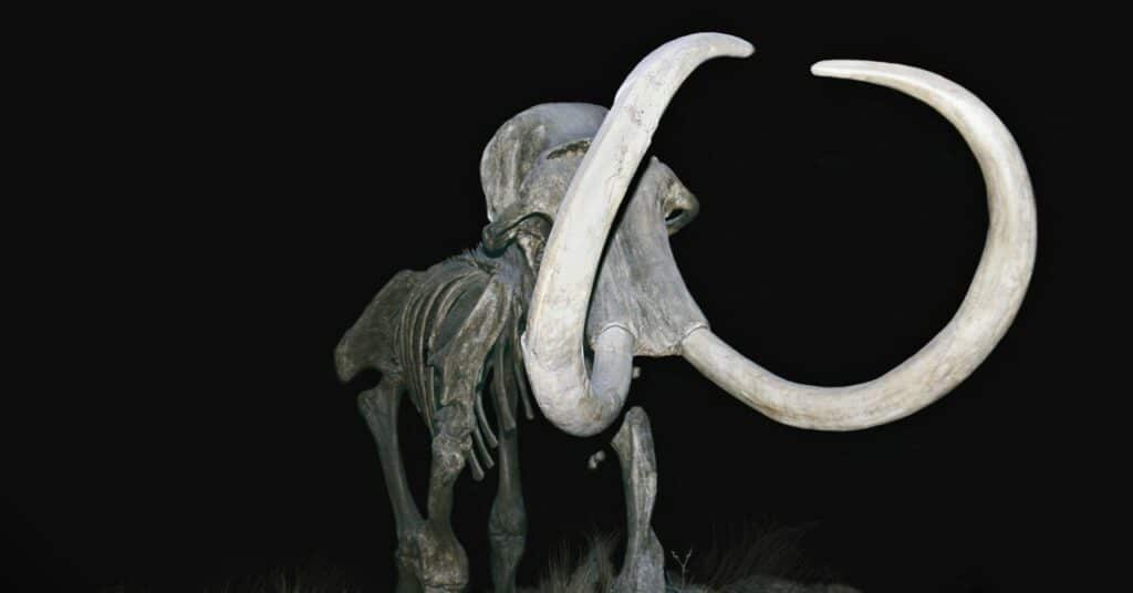 (Quizás) vas a necesitar una patente para ese mamut lanudo