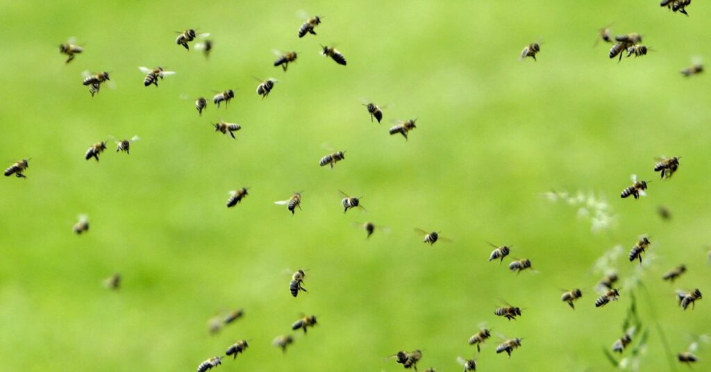 Bees fly near a thermosolar hive in Chrudim