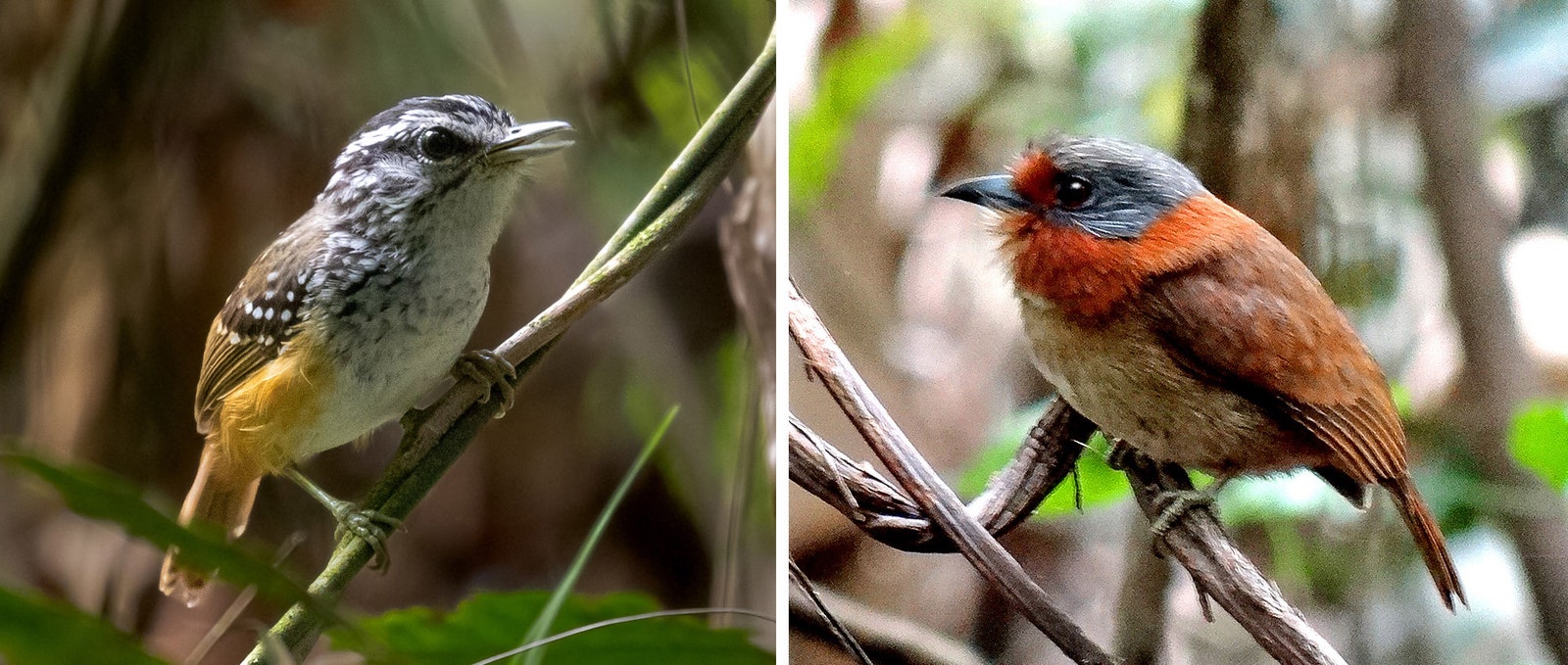 Hypocnemis y los géneros Malacoptila.