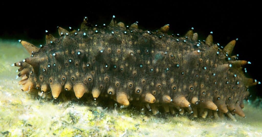 Lo que los humanos pueden aprender del arsenal tóxico del pepino de mar