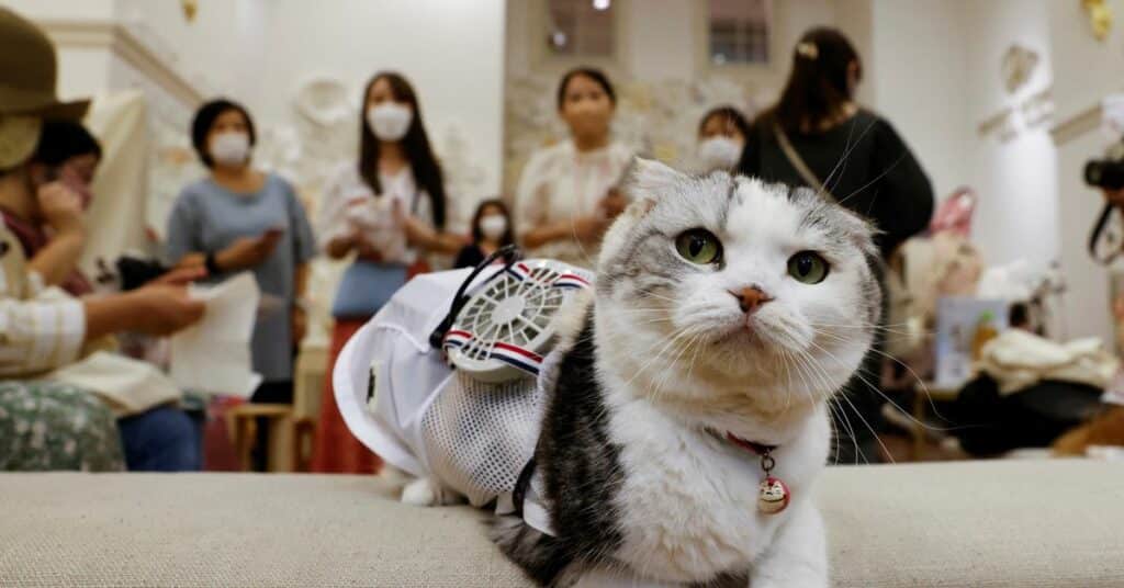 Los perros calientes, y los gatos, obtienen ventiladores portátiles para vencer el abrasador verano de Japón