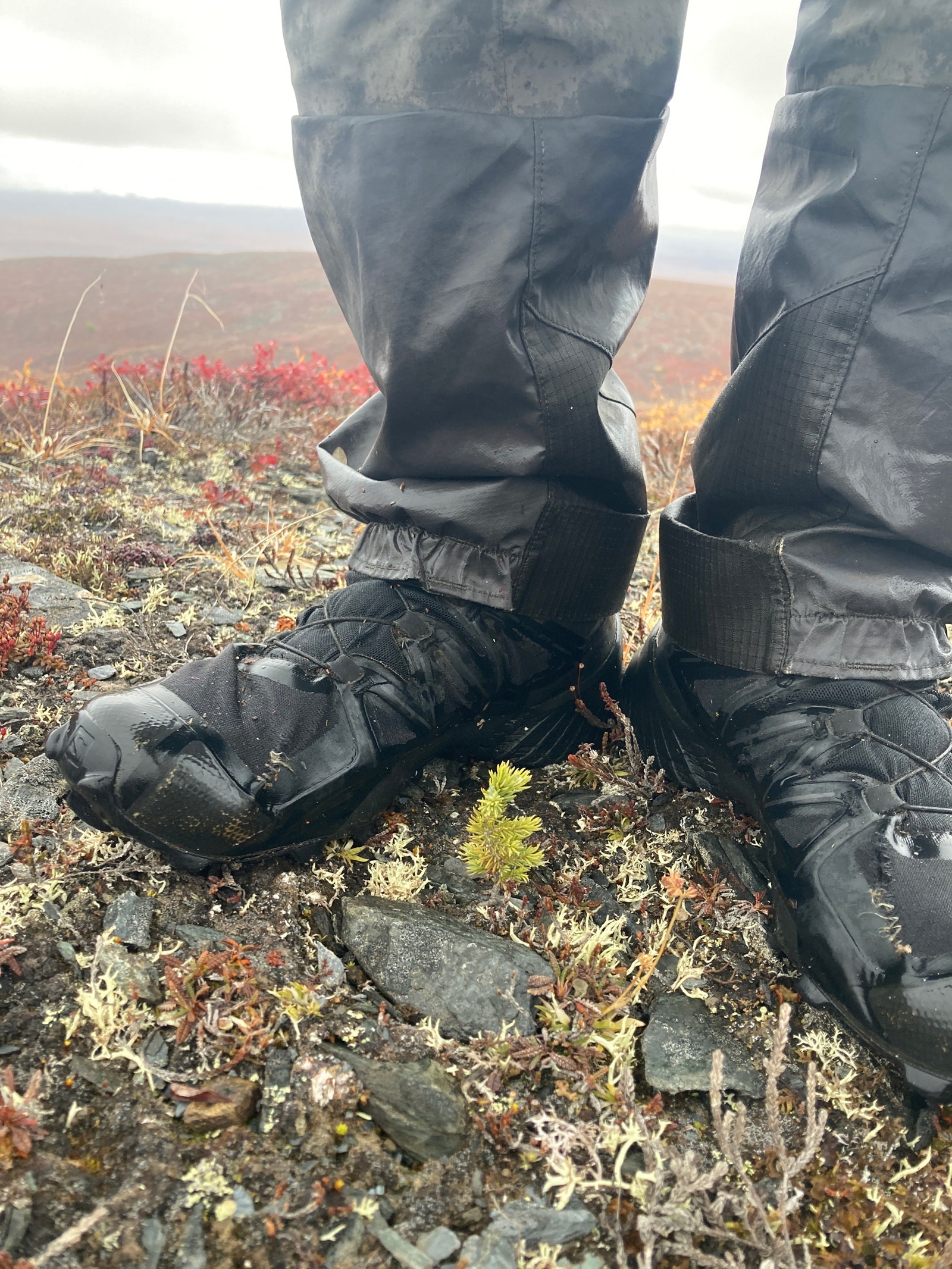 zapatos cerca de un abeto en crecimiento