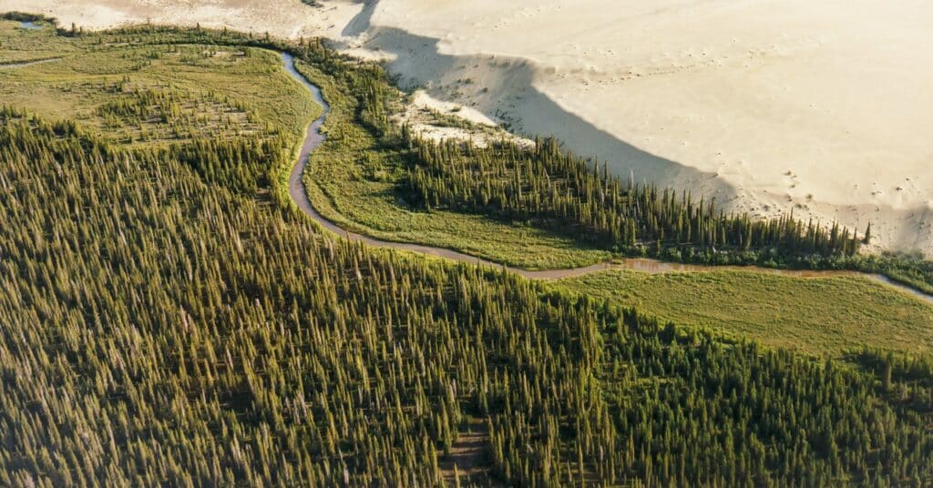 Estos árboles se están extendiendo hacia el norte en Alaska.  Eso no es bueno