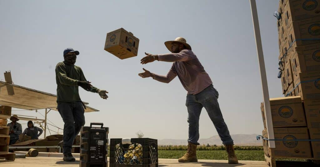 El calor extremo se está volviendo más peligroso para los trabajadores agrícolas