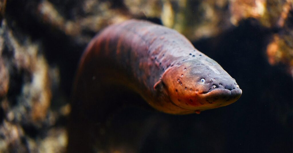 Genomas de peces eléctricos revelan cómo se repite la evolución