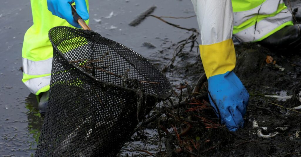 Cleanup begins after algal bloom kills fish in California Bay Area