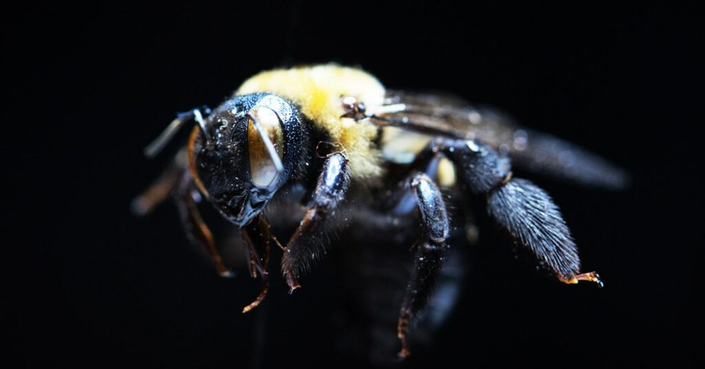 Las ciudades necesitan más abejas nativas: montones y montones de abejas adorables