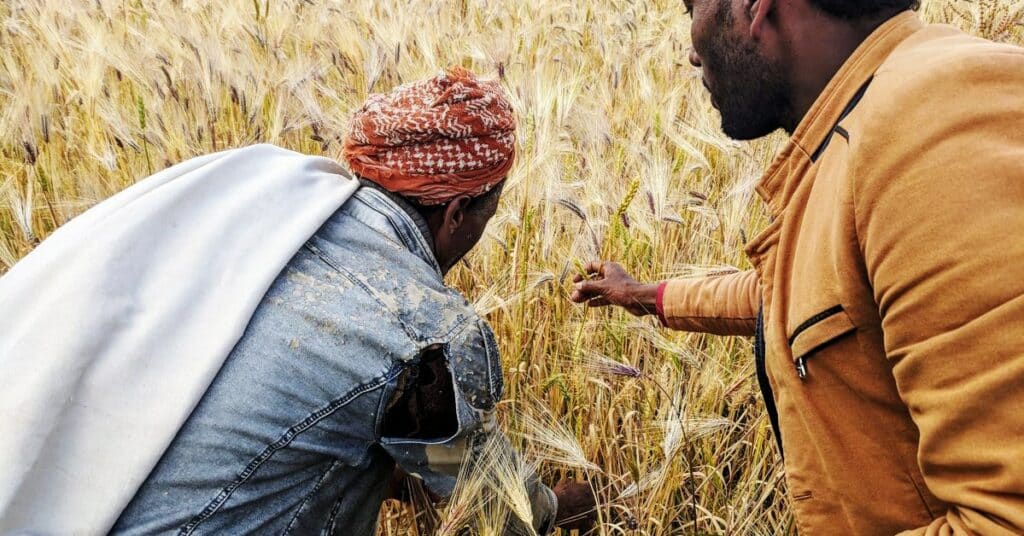 Este antiguo método de siembra de granos podría ser el futuro de la agricultura