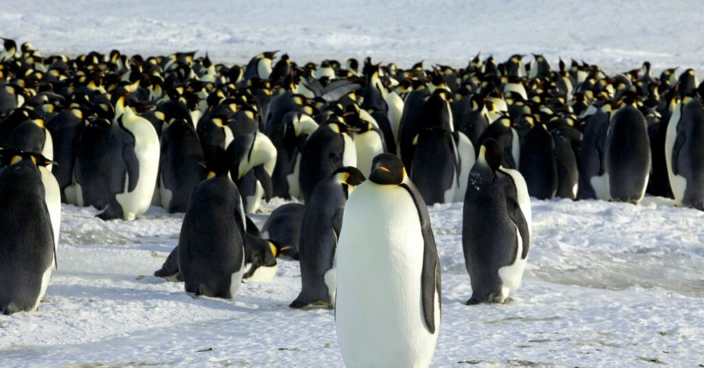 Emperor penguins are seen in Dumont d