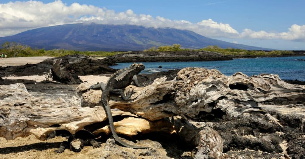 La casualidad geológica que está protegiendo la vida marina en Galápagos