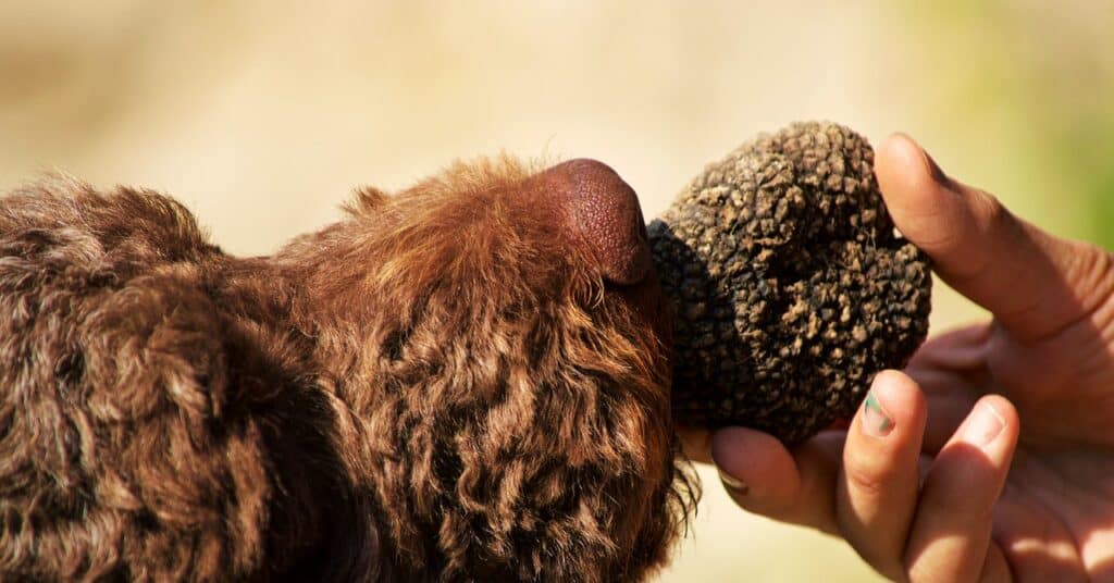 Las trufas se están volviendo aún más caras.  Culpa al cambio climático