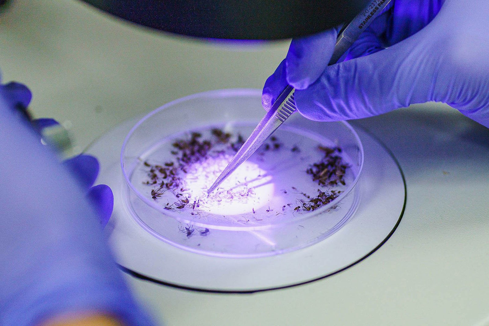 Persona con guantes de látex azules recogiendo mosquitos en una placa de petri con pinzas de metal