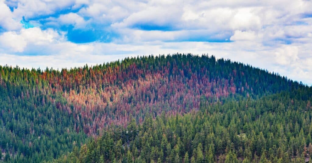 Esta Navidad, es 'Firmageddon' cuando el cambio climático golpea a Oregón