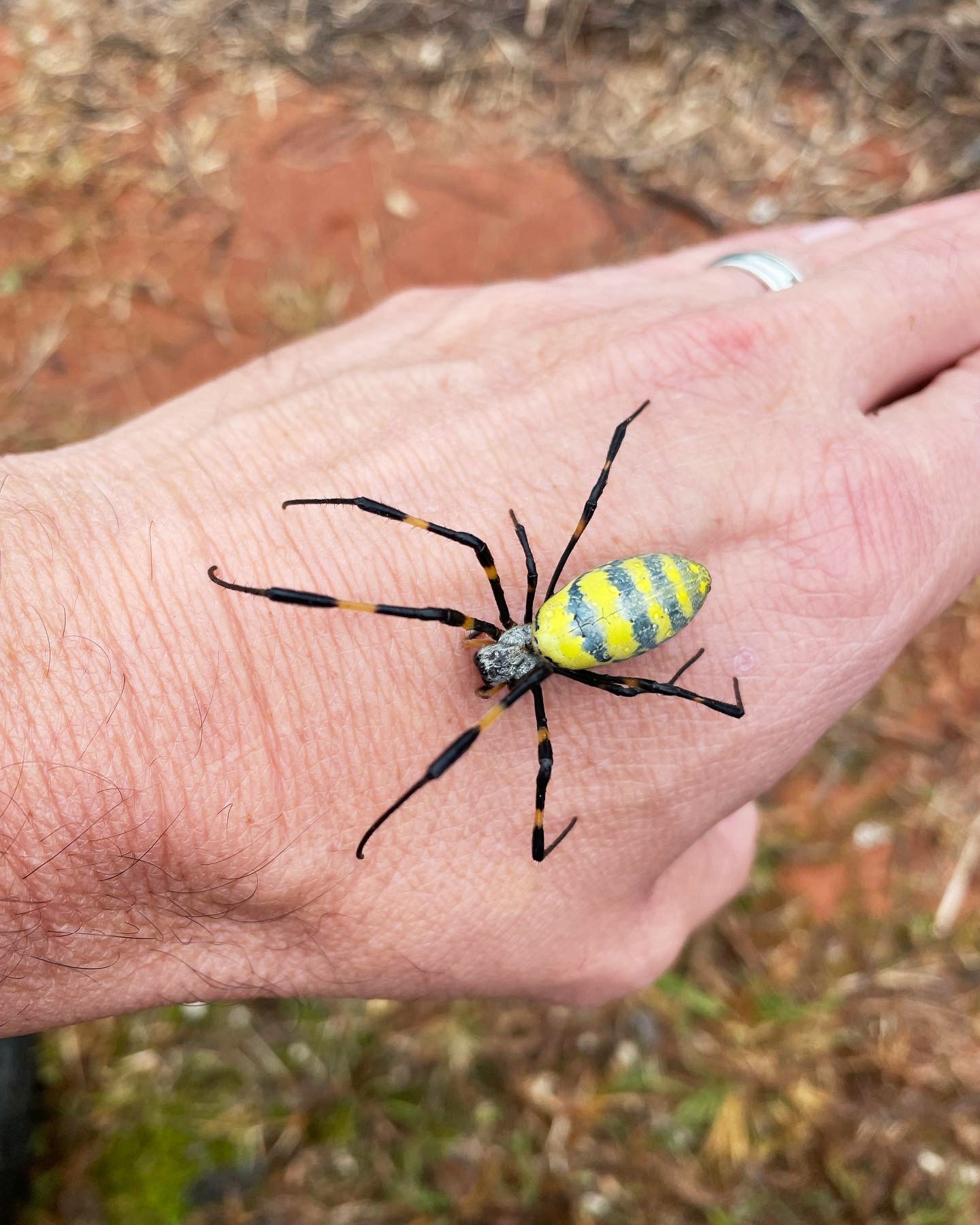 araña joro en la mano