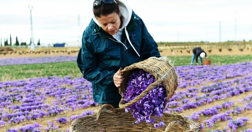 La crisis climática amenaza el cultivo del azafrán en España