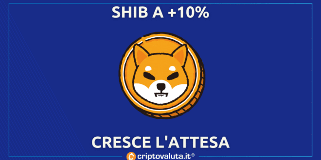 SHIBA CRESCE ATTESA