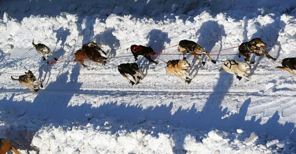 El cambio climático está haciendo que el legendario Iditarod de Alaska sea más difícil de manejar