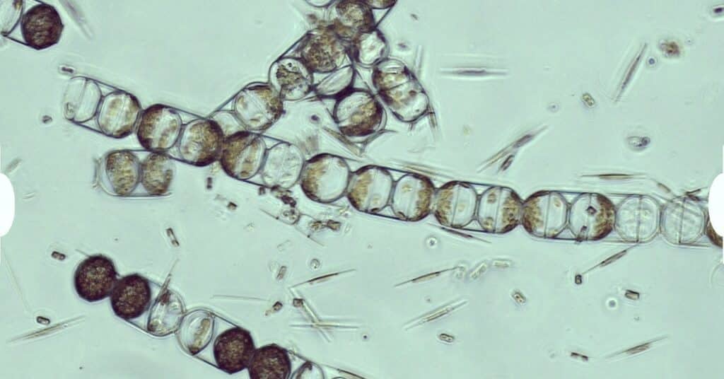 Un organismo crítico del Ártico ahora está infestado de microplásticos