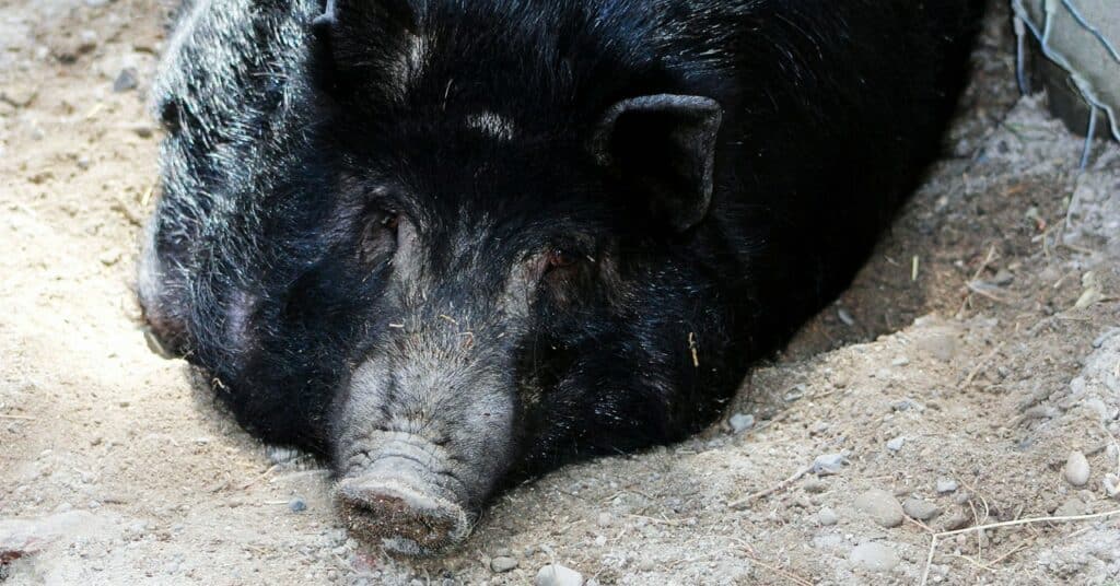 Cómo los molestos cerdos de Nueva Zelanda se convirtieron en una vaca lechera