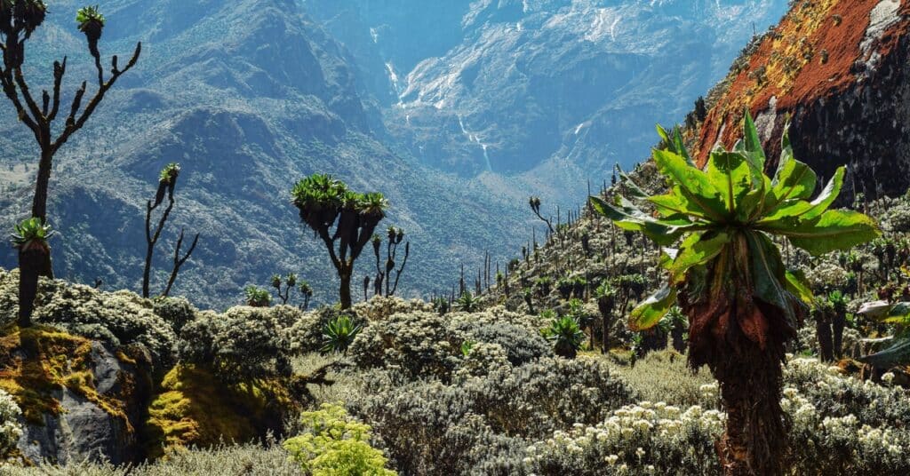 Se acaba el tiempo para los glaciares que desaparecen en Uganda