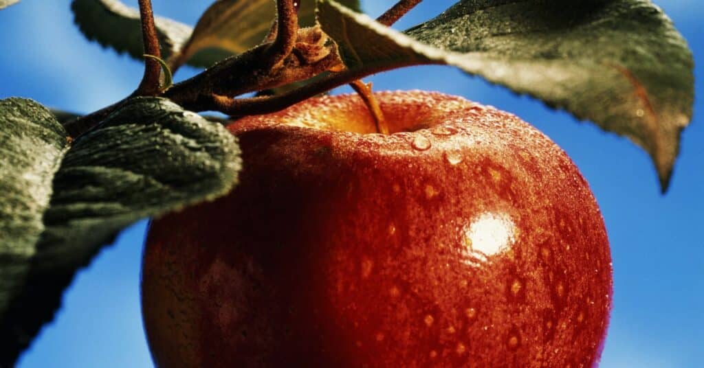 ¿Qué tienen en común una manzana que cae y una luna en órbita?