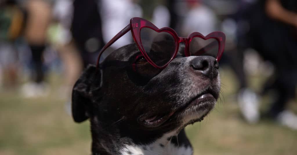 ¿Cómo afectará el eclipse solar a los animales?  La NASA necesita su ayuda para descubrirlo