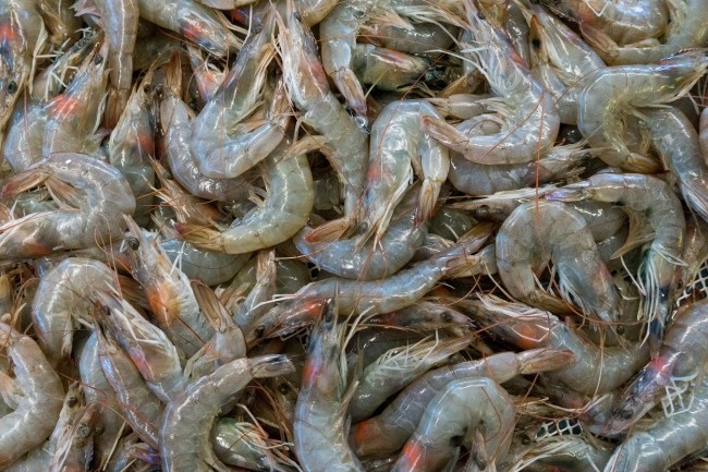 Les crevettes d